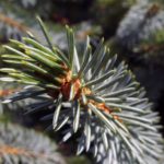 Coniferous tree branch