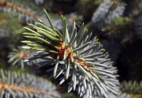 Coniferous Tree Branch Coniferous Tree Branch