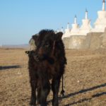 Black Calf Black Calf