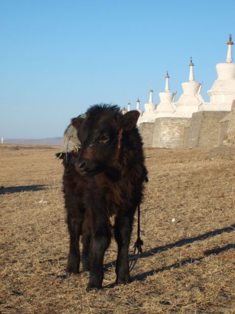 Black Calf Black Calf