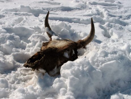 Cow Skull in Snow Cow Skull in Snow