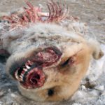 Dead Dog Dead Dog