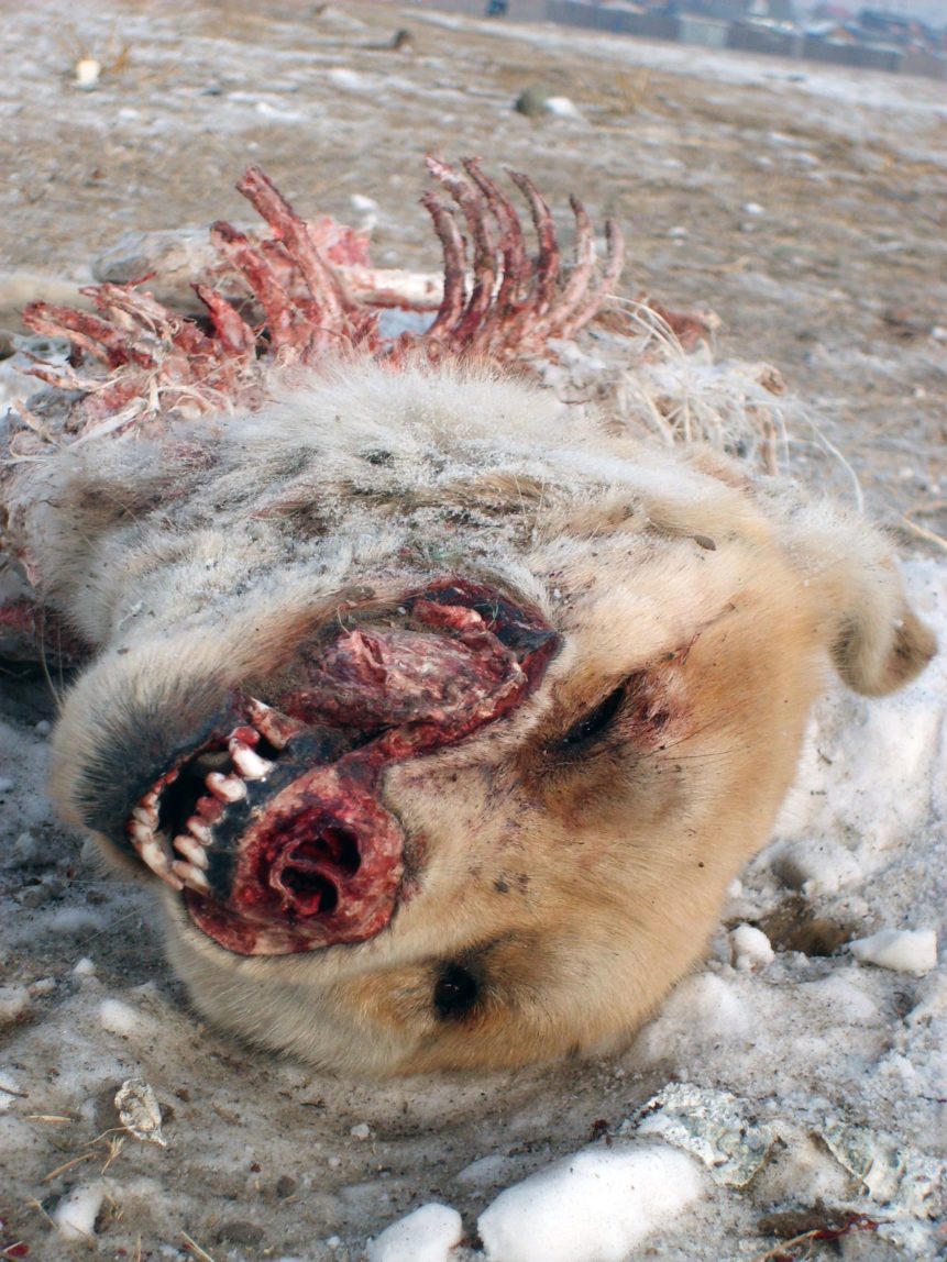 Dead Dog | Copyright-free photo (by M. Vorel) | LibreShot