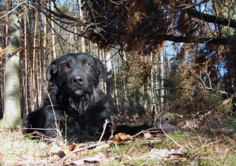 Lying Black Dog Lying Black Dog