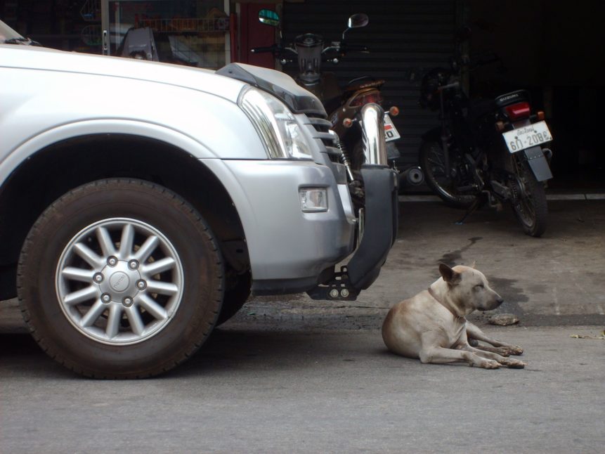 Free photo: Dog Lying Before Car