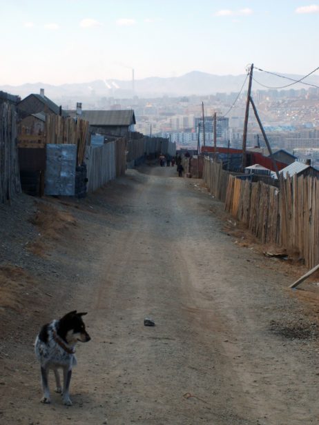 Dog On The Way Dog On The Way