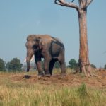 Elephant in Thailand Elephant in Thailand