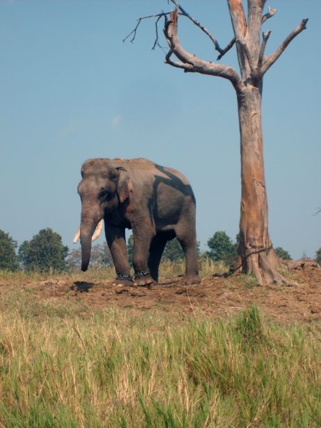 Elephant in Thailand Elephant in Thailand