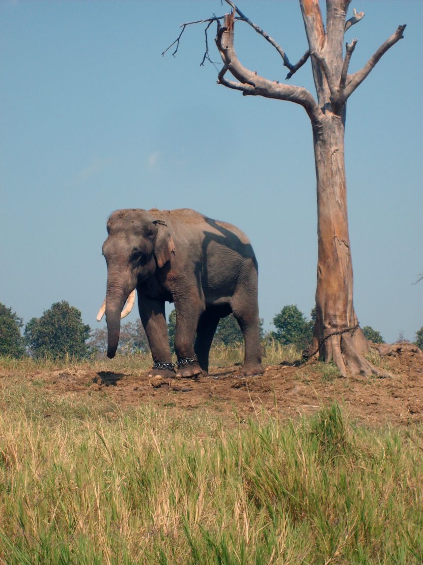 Free photo: Elephant in Thailand