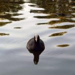 Eurasian Coot