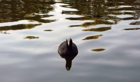 Eurasian Coot Eurasian Coot