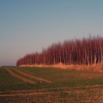 Evening Field Evening Field