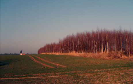 Evening Field Evening Field