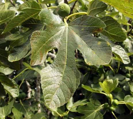 Common Fig Leaf Common Fig Leaf