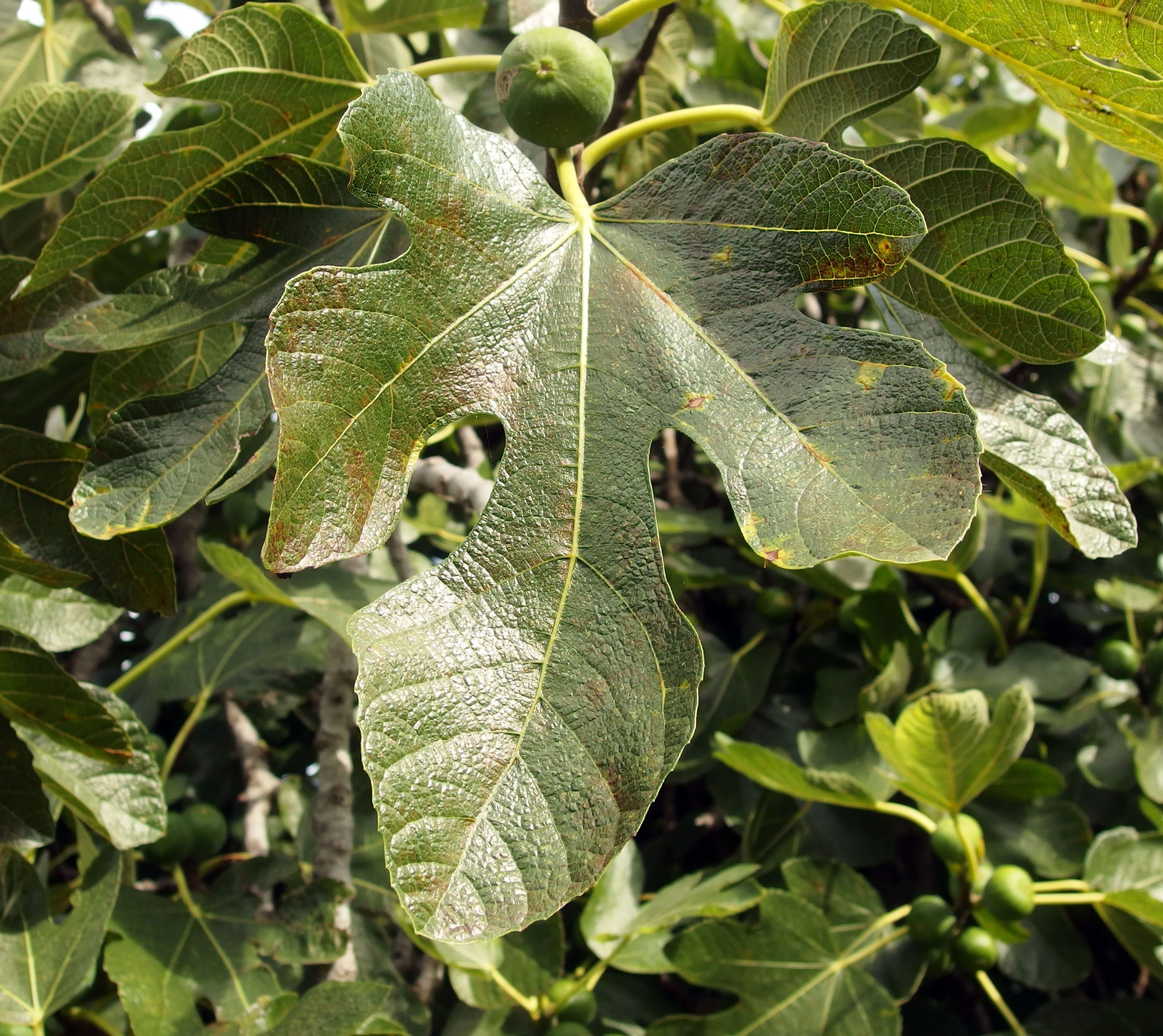 Where To Get Fig Leaves At Wendell Espinoza Blog