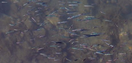 Fish Spawn Fish Spawn
