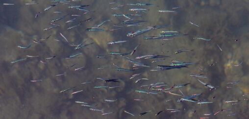 Fish Spawn