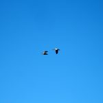 Flying Geese Flying Geese