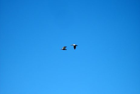 Flying Geese Flying Geese