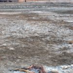 Frozen Dead Dog Frozen Dead Dog