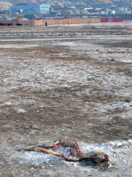 Frozen Dead Dog Frozen Dead Dog