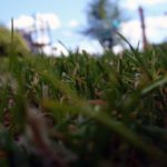 Grass Detail Grass Detail
