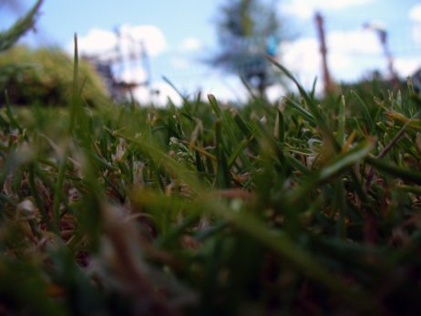 Grass Detail Grass Detail