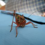 Grasshopper Grasshopper