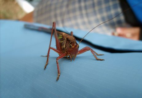 Grasshopper Grasshopper