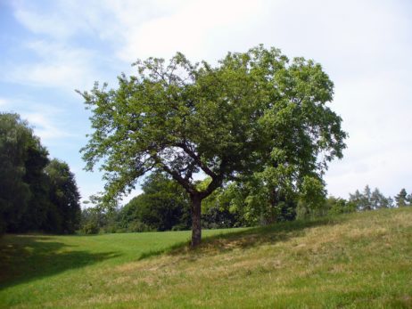 Green Tree Green Tree