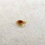 Head Louse