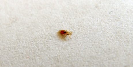 Head Louse Head Louse