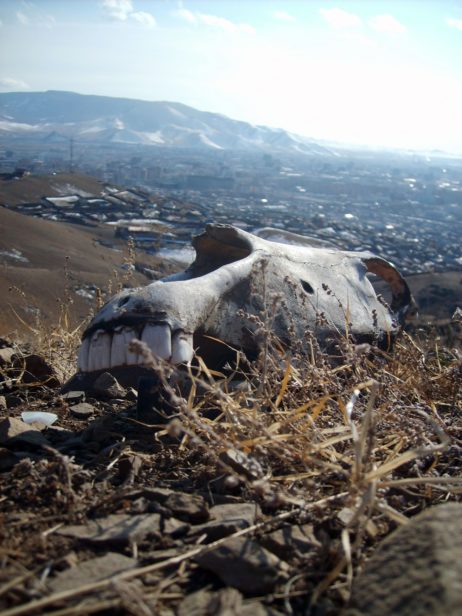 Horse Skull In Mongolia Horse Skull In Mongolia