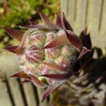 Houseleek Blossom Houseleek Bossom