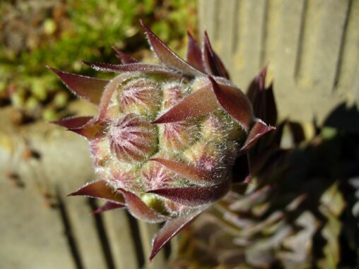 Houseleek Blossom