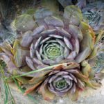Houseleek Fower Houseleek Fower