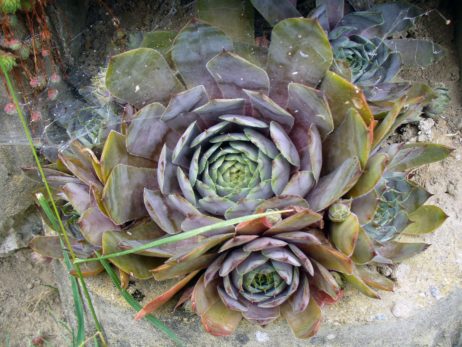 Houseleek Fower Houseleek Fower
