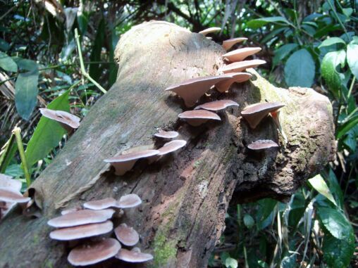 Hongos en la selva tropical