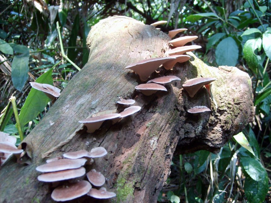 Free photo: Mushrooms in the Rainforest