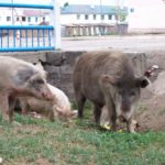 Pigs In The Gutter Pigs in the gutter