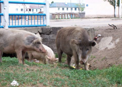 Pigs In The Gutter Pigs In The Gutter
