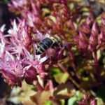 Pink Blossom With Bee