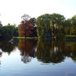 Pond in the Park Pond in the Park