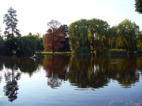 Pond in the Park Pond in the Park