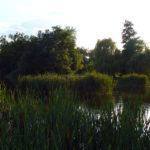 Reed and Lake Pond in City Park
