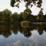 Reflections of trees on the water
