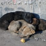 Sleeping Puppies Sleeping Puppies