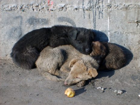 Sleeping Puppies Sleeping Puppies