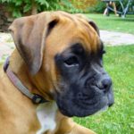 Boxer dog face | Copyright-free photo (by M. Vorel) | LibreShot