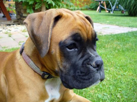 Boxer Puppy Boxer Puppy